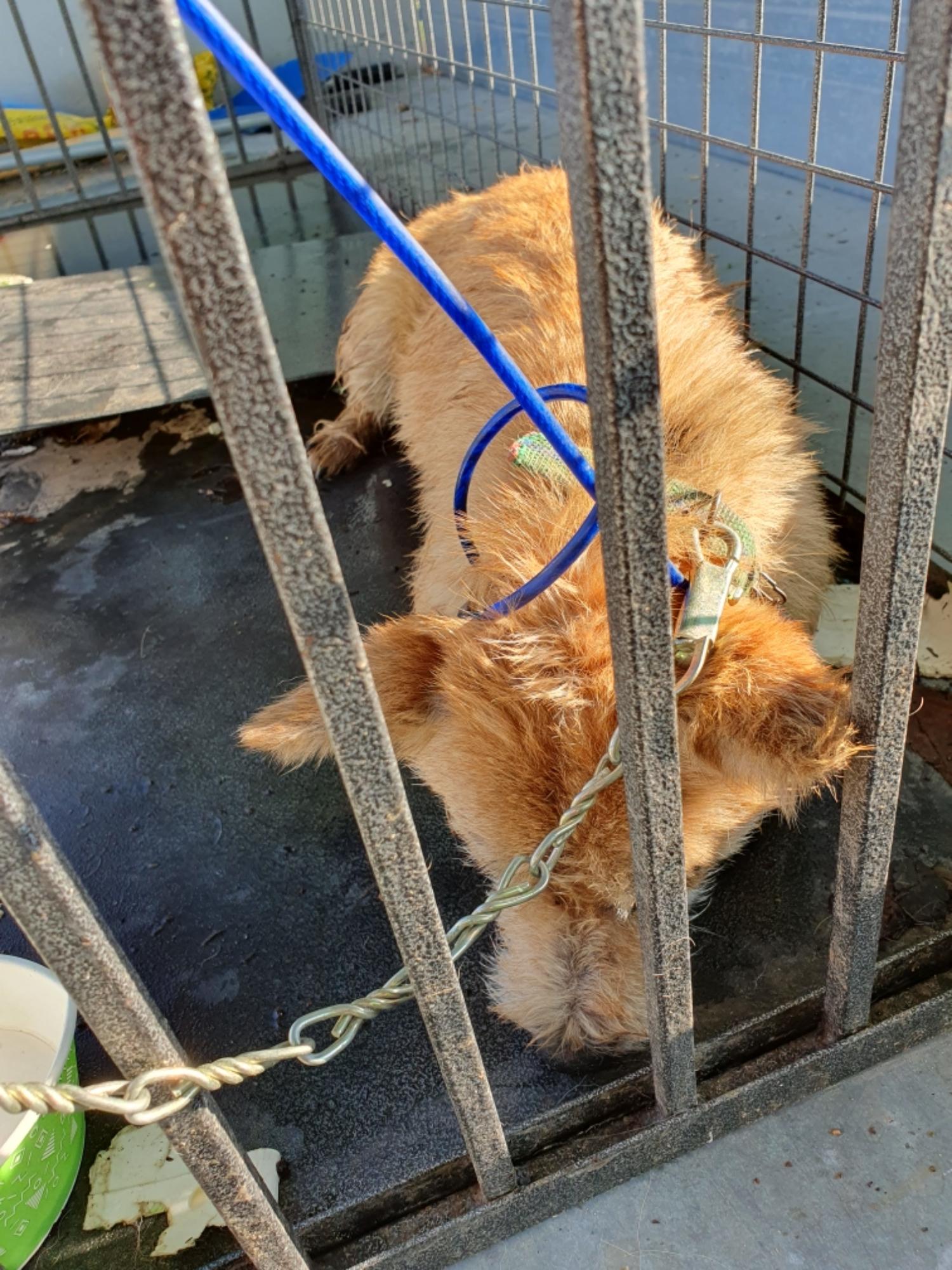 최종주동물병원_443444202300445